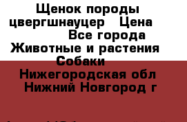 Щенок породы  цвергшнауцер › Цена ­ 30 000 - Все города Животные и растения » Собаки   . Нижегородская обл.,Нижний Новгород г.